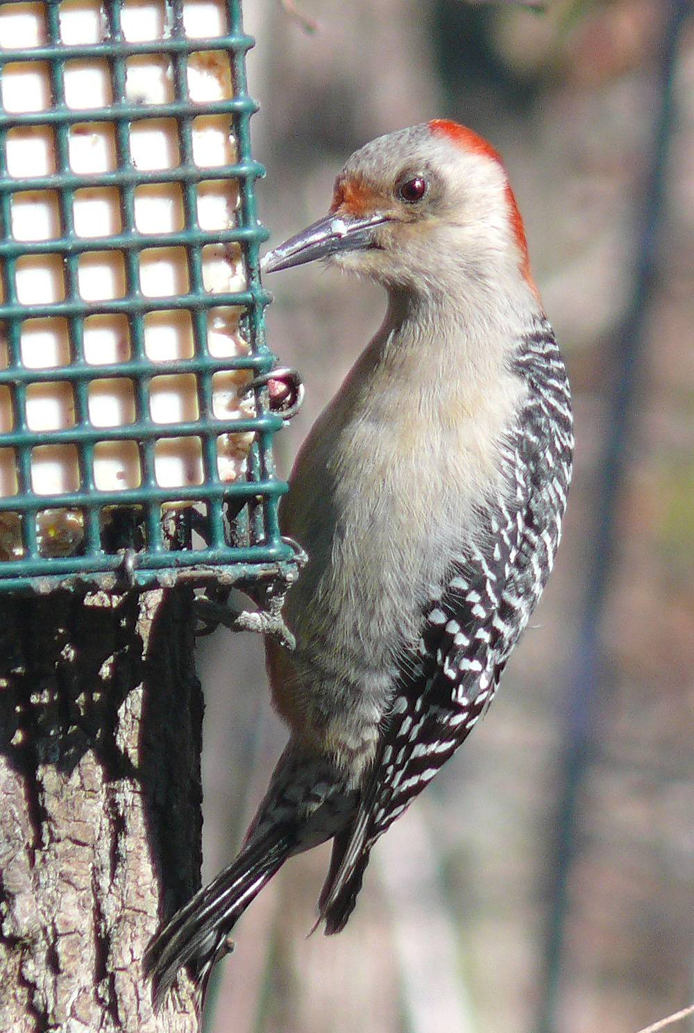 suet - Copy